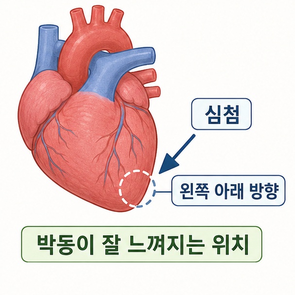 심장의 끝부분인 심첨이 왼쪽 아래를 향해 왼쪽 가슴에서 박동을 더 쉽게 느낄 수 있음을 보여주는 그림