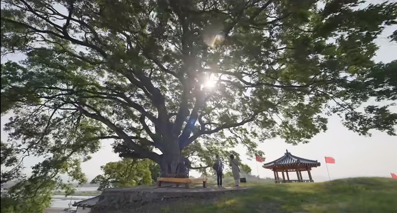 이상한변호사 우영우 장면 캡쳐, 거대한 팽나무 아래에 서있는 우영우변호사