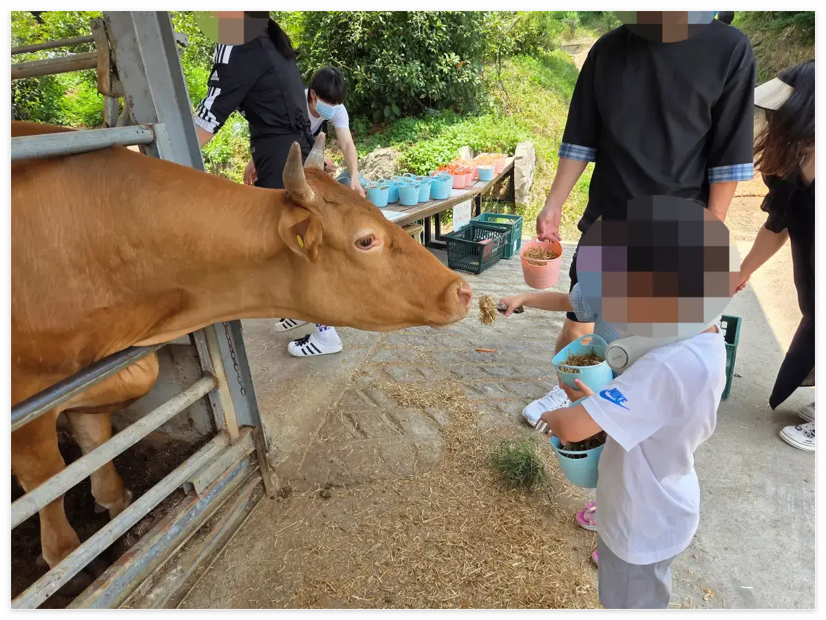 우사2&amp;#44; 소 먹이 주기