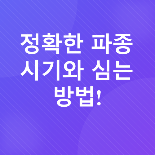 양파 재배_2