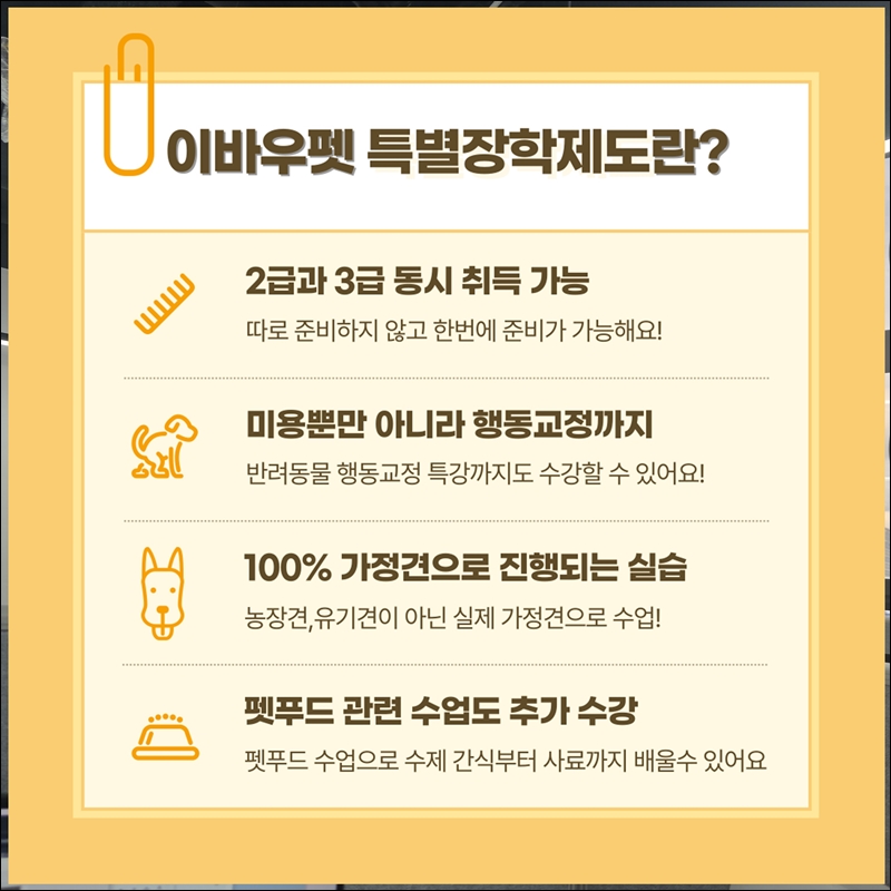 세종애견미용학원