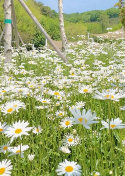 당일치기꽃여행