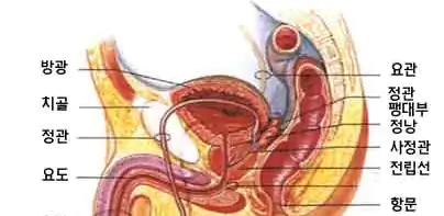 비뇨기과 해부도 그림