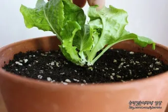 모종 고르는 법 줄기 굵기 잎색 뿌리상태 병해 흔적 확인_22