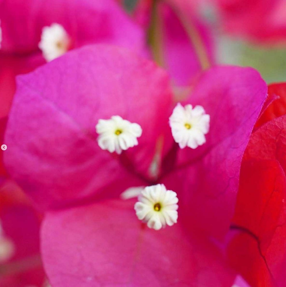 한림공원 부겐빌레아 축제