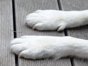 발톱무좀&amp;#44; 어디까지 알고 계셨나요? 치료법부터 민간요법&amp;#44; 전염 경로까지 완전 정리!