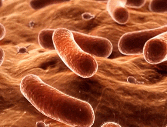 인간 몸에 살고 있는 야생동물들 VIDEO:Who lives on our bodies? A microscopic safari 