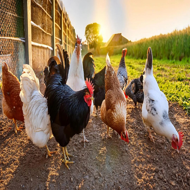 2026년 닭띠 신년운세 무료보기