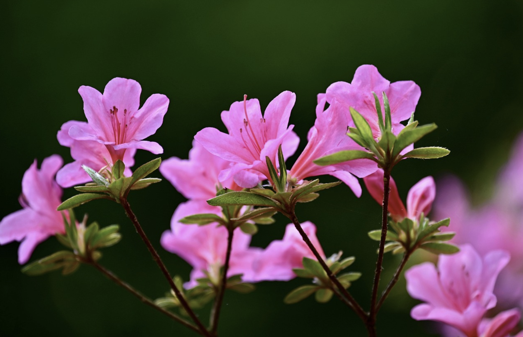 2025 봄꽃 명소 추천: 벚꽃부터 유채꽃까지, 전국 꽃여행 총정리!