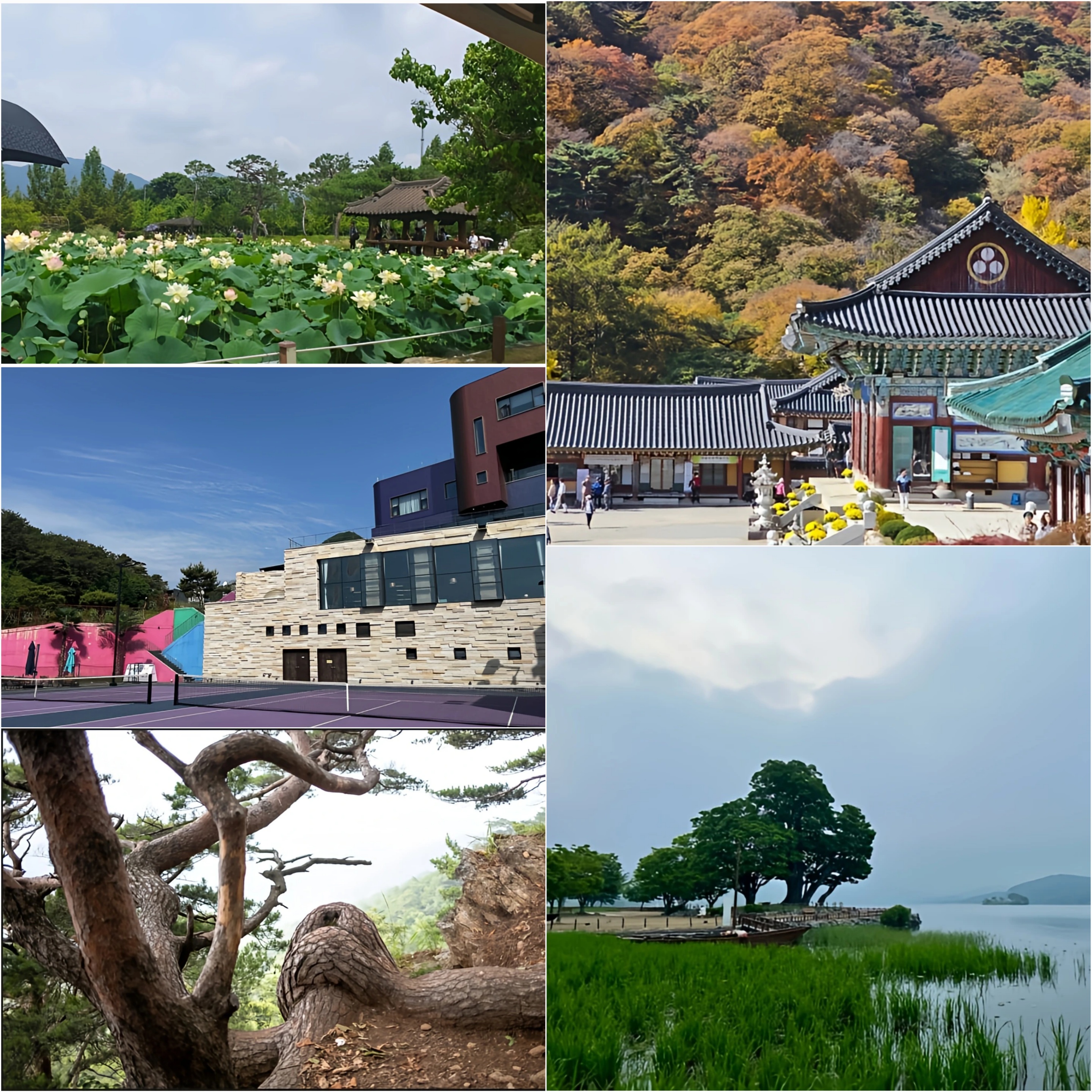 세미원, 아지트아날로그, 엉덩이나무, 용문사, 두물머리 전경