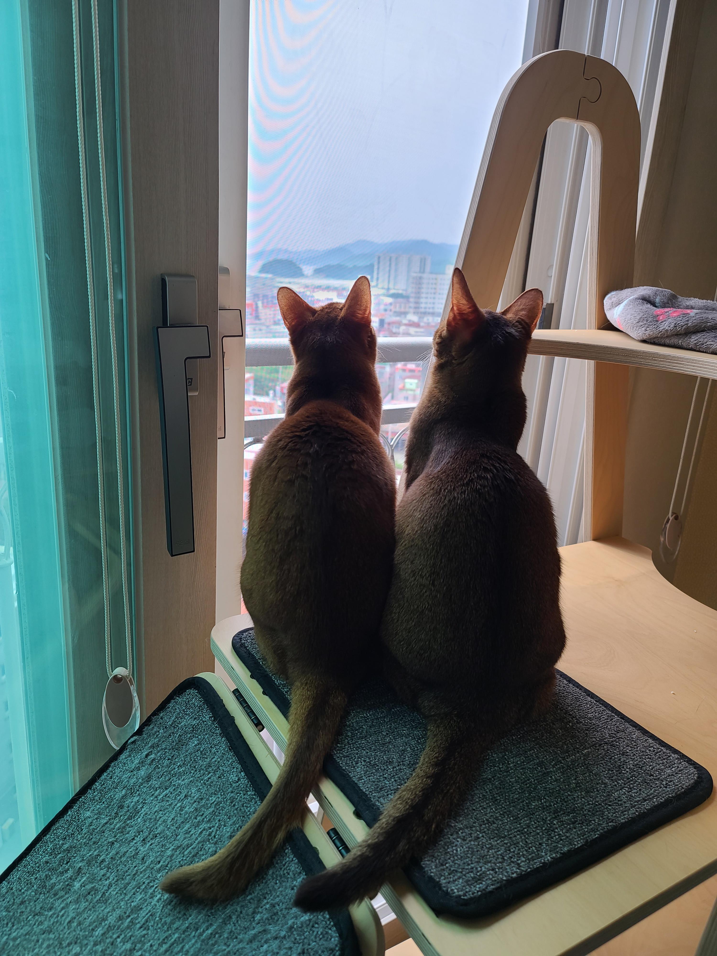 고양이 채터링! 오랜만에 까치등장! 고양이 열매가 열린 캣폴.