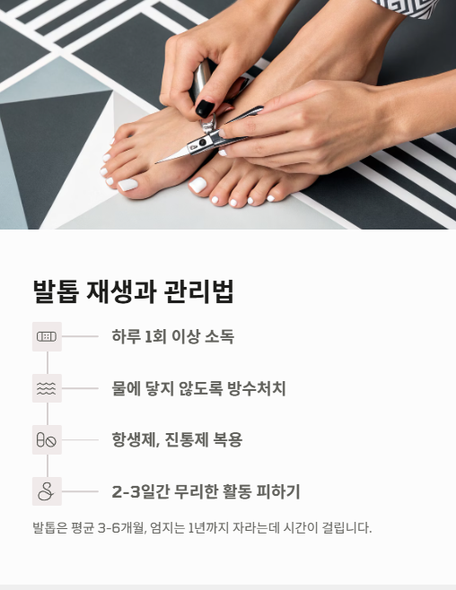 발톱 재생과 관리법