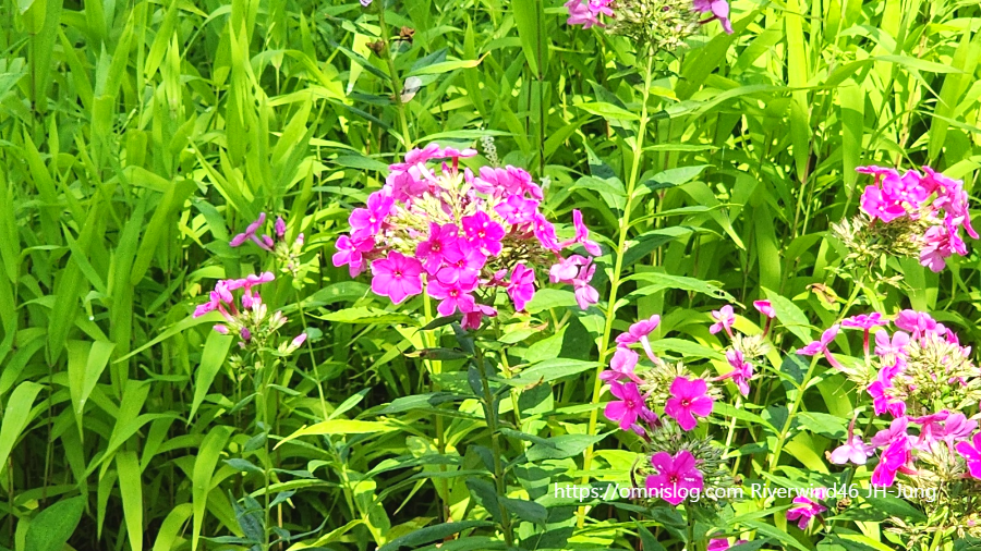 풀협죽도 Phlox paniculata