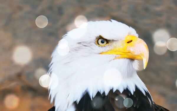 매섭게-어딘가를-바라보는-독수리