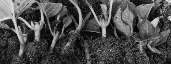 장마철, 꽃이 진 직후 권장