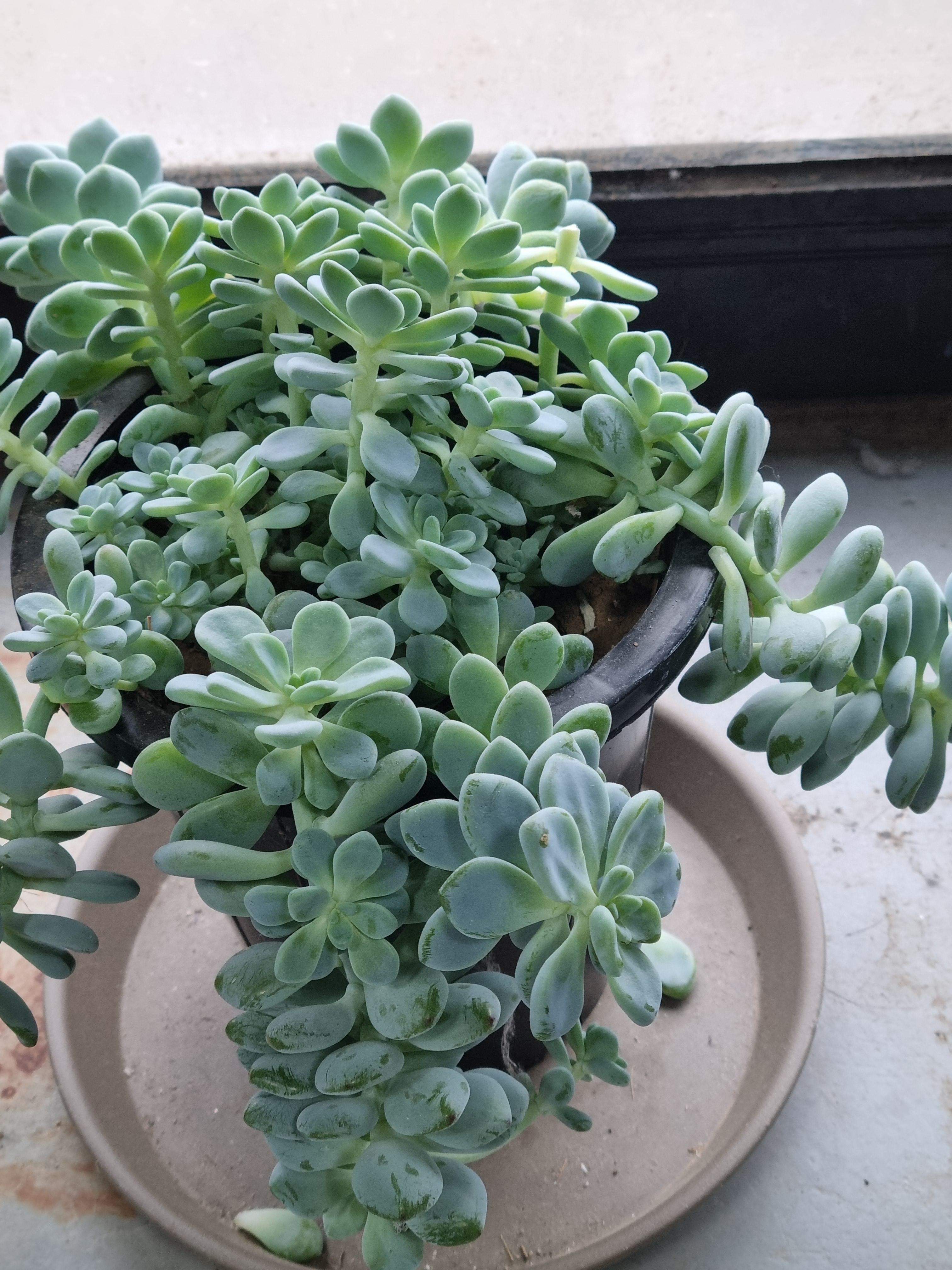 짬뽕강자 다육이