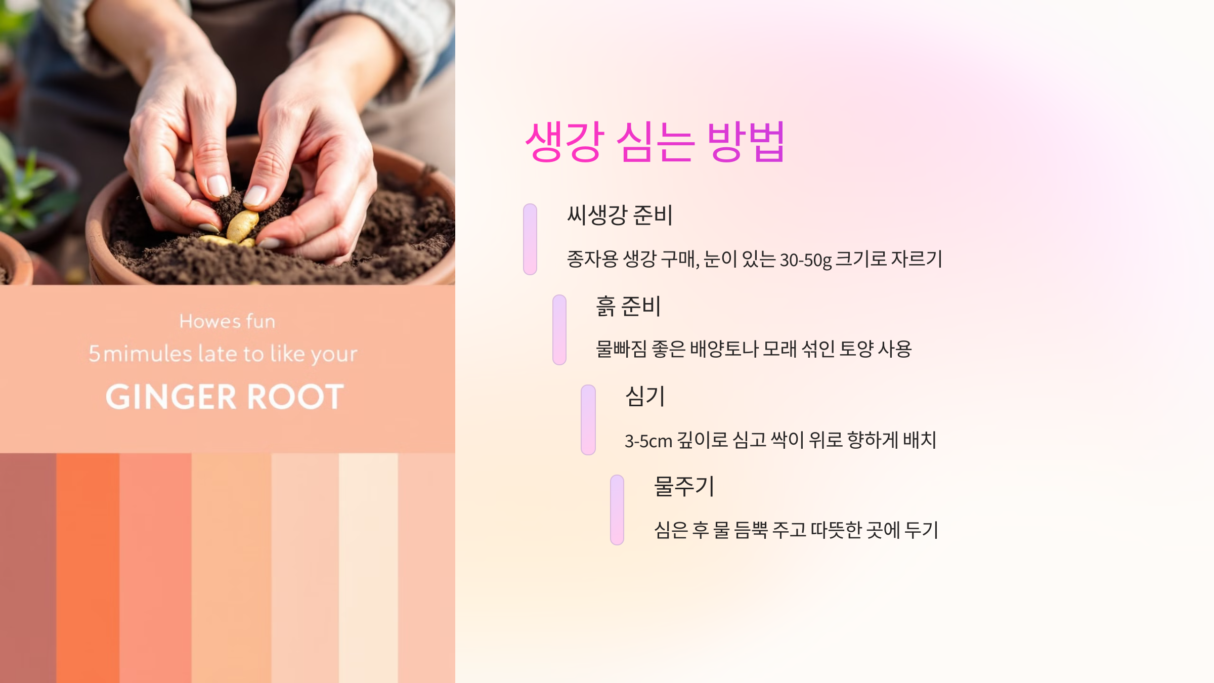 🧤 생강 심는 방법