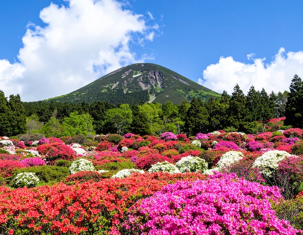황매산철쭉축제 만개한 철쭉꽃 전경