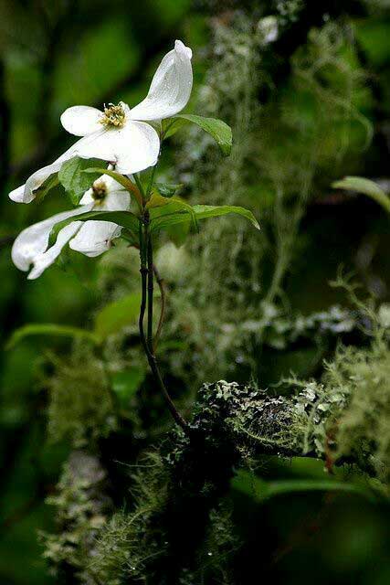 이끼 사이에 핀 꽃
