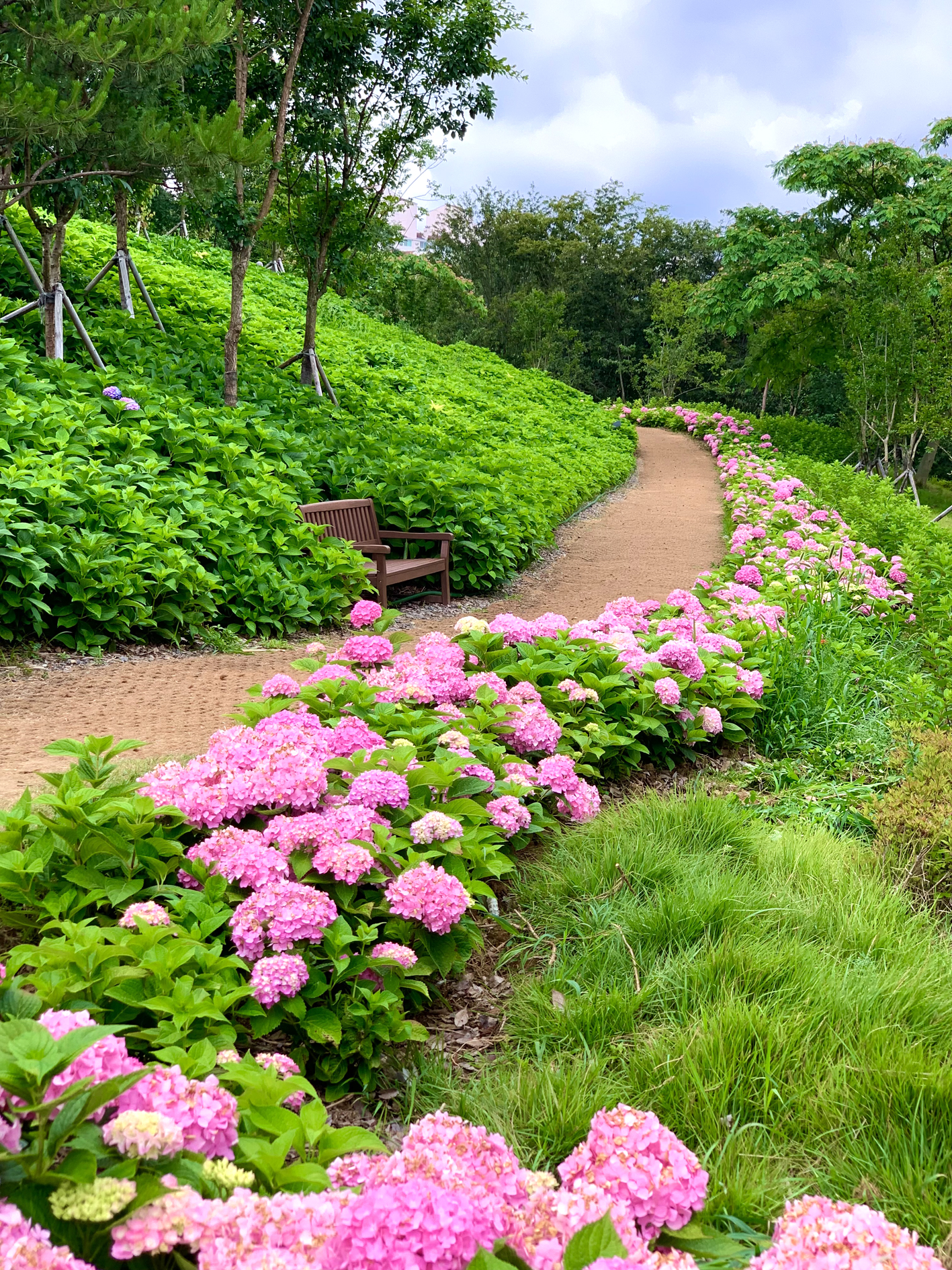 구미다온숲 수국핀 모습입니다.