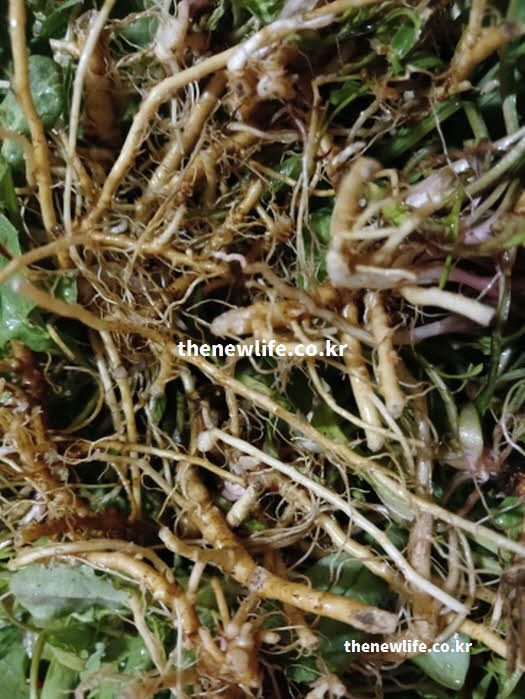 씀바귀 효능 면역력 증진 익세린