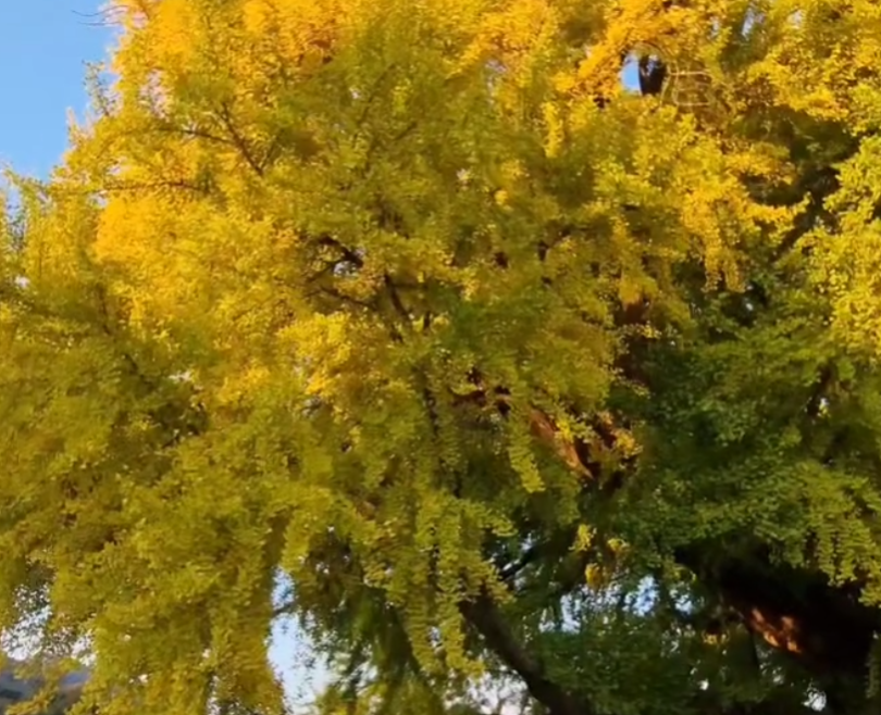 반계리 은행나무5