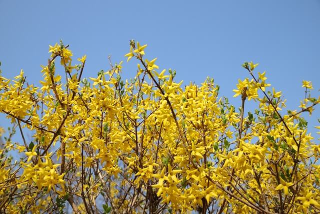 개나리-보는-꿈-풀이