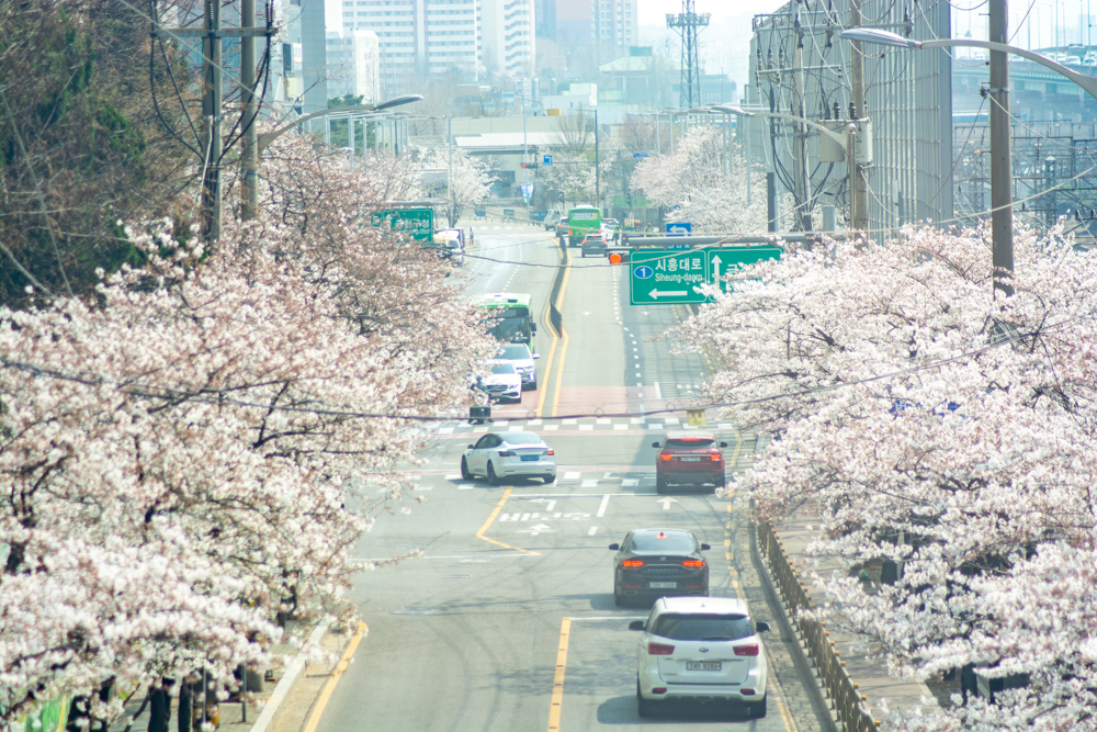 2023년 3월 29일 최근 금천구 벚꽃십니길 근황