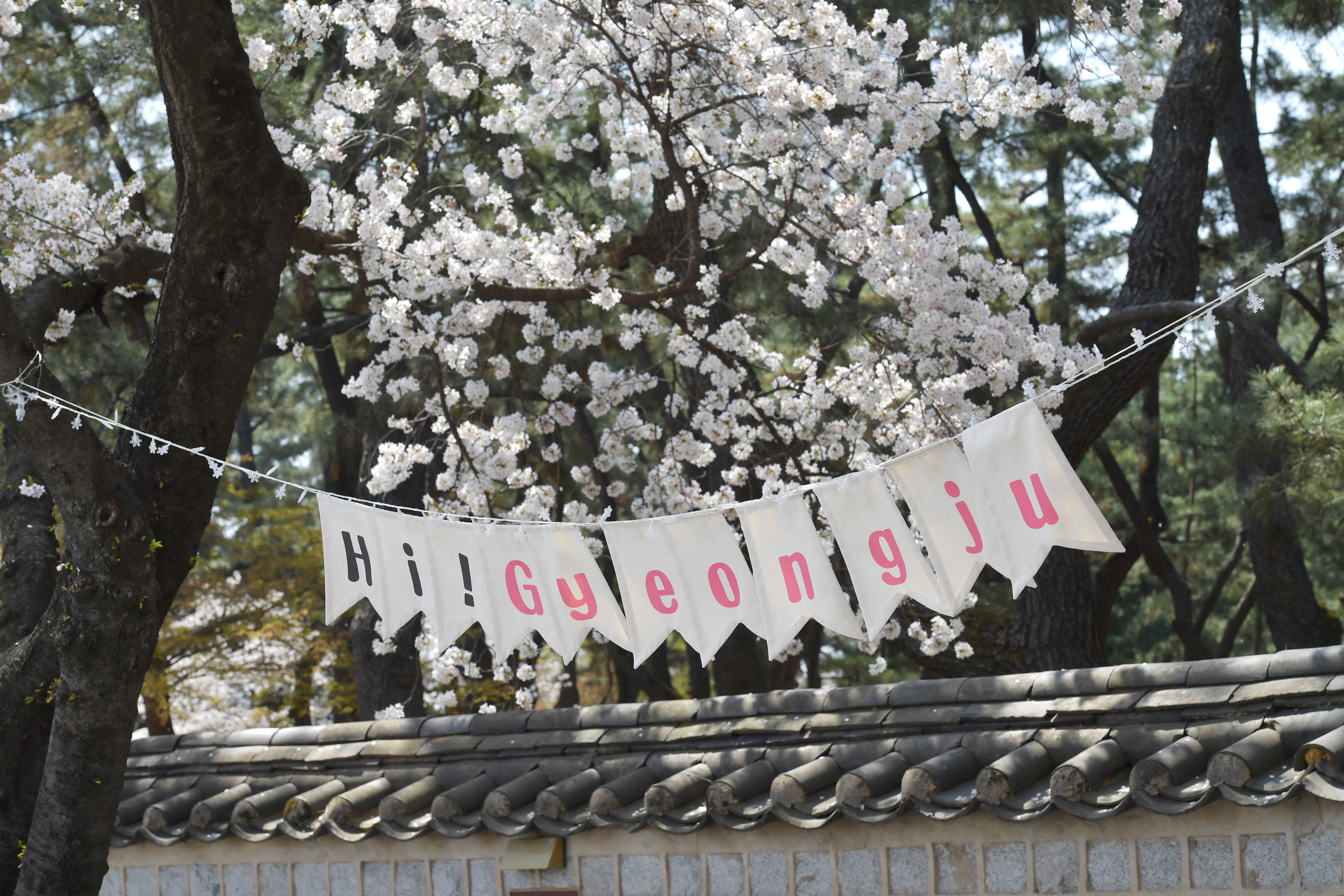 경주 벚꽃축제 일정