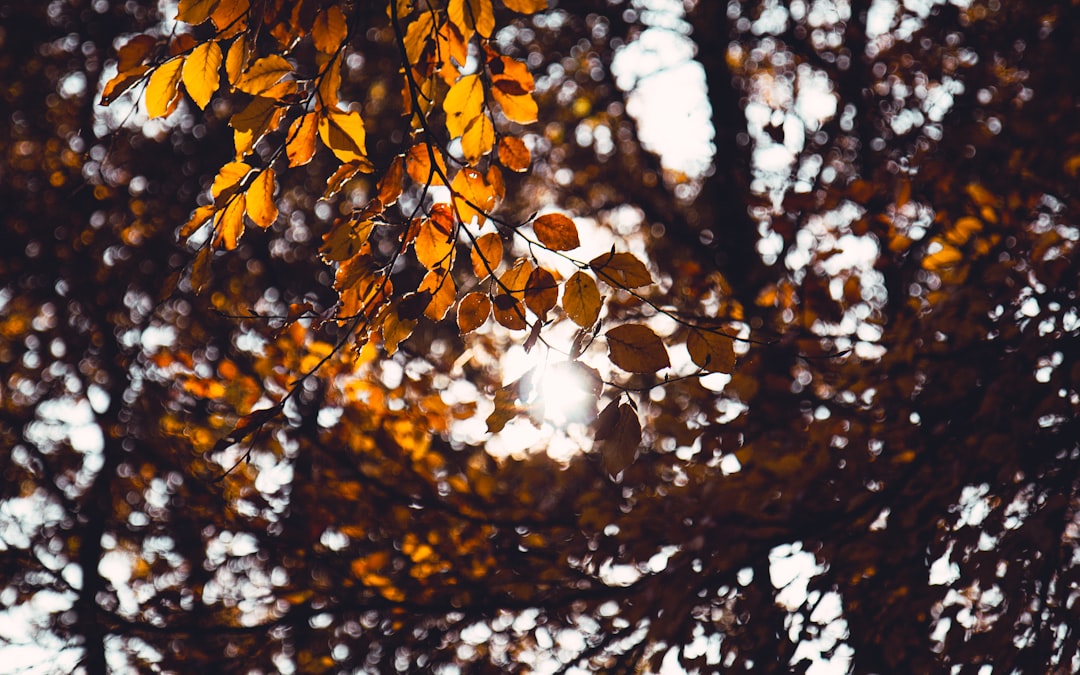 Autumn.