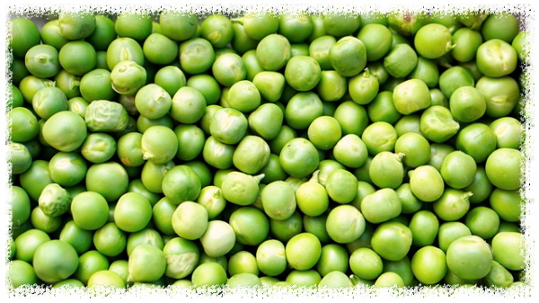 완두콩-근육-단백질채소