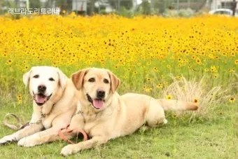 래브라도 리트리버 분양 가격 성격 장단점_22