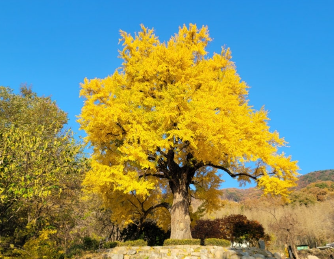 칠곡 말하는 은행나무 심층소개 (유래, 지식, 문화)