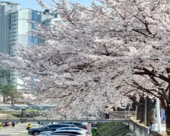대청호 벚꽃축제_25