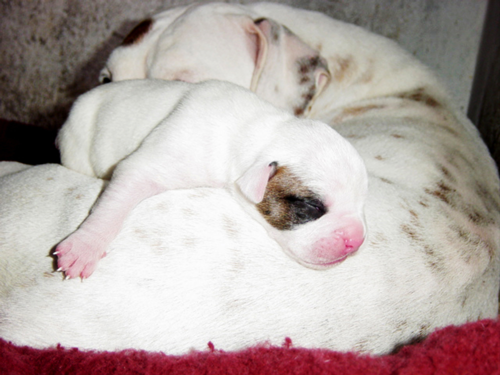 반려동물 출산 관련 사진