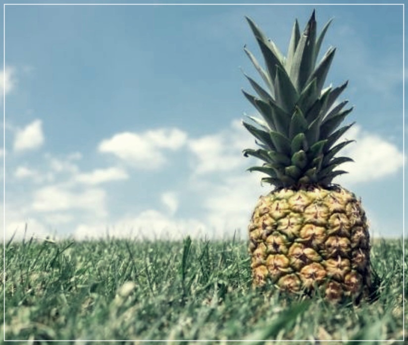 파인애플 식초 효능 먹는법 만드는방법 주의사항을 알자!