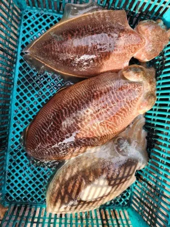 갑오징어 제철 시기 요리 레시피 황금레시피_19