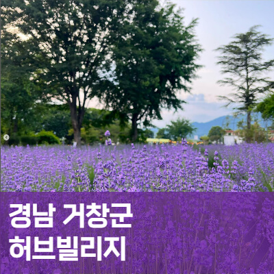 경남-거창군-허브빌리지-홈페이지