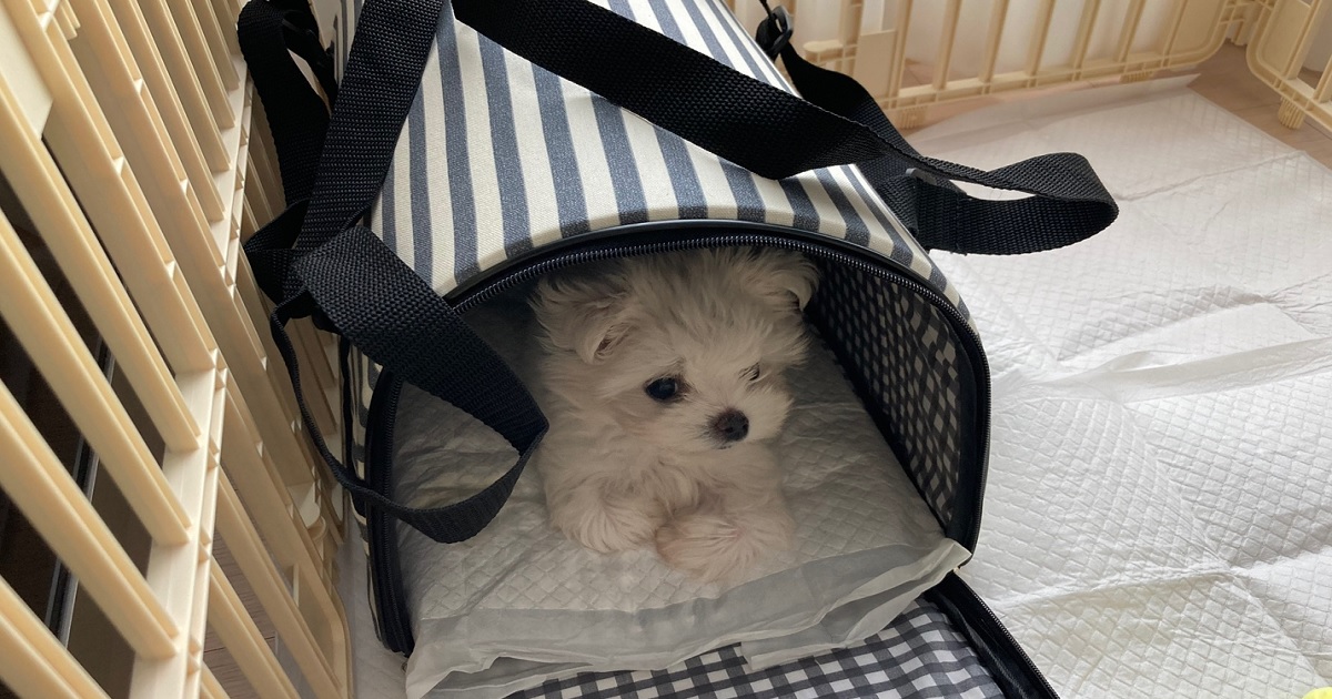 새끼강아지가-낯선-공간에-와서-낑낑-거리는-모습