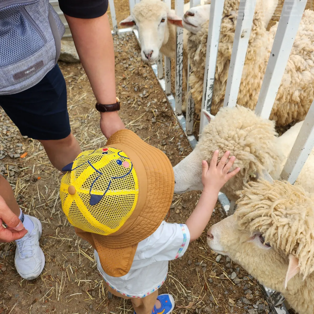 가평-양떼목장-양-만지기-체험