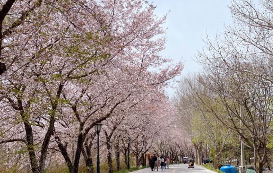 담양 벚꽃 명소