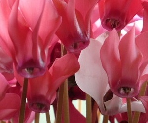 겨울에 피는 꽃 시클랄멘