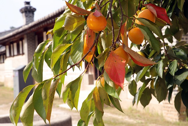 창덕궁 달빛기행 예매 마감, 취소표