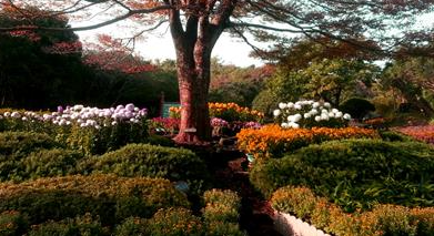 제주민속촌 국화축제