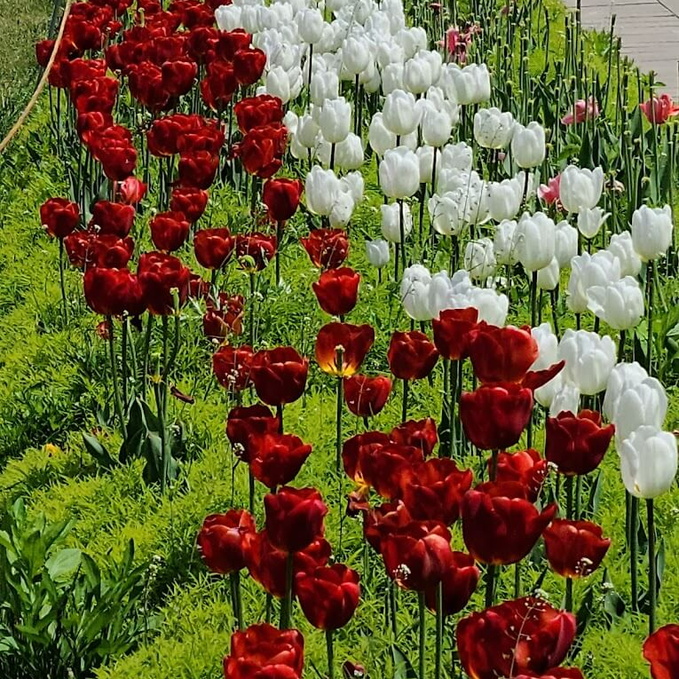 피나클랜드 튤립 수선화 축제 서산수선화축제 제주 한림공원 수선화 축제 피나클랜드 튤립 수선화 축제 기본정보 화담숲 봄 수선화 축제 신안 수선화축제 선도 수선화축제 한림공원 수선화축제 태안 수선화축제 피나클랜드 수선화 튤립 축제 지도수선화축제 지도읍 수선화축제 수선화 한림공원 매화축제 수선화 개화시기 수선화피는시기 한림공원 수선화 수선화마을 신안수선화축제 선도수선화축제 수선화 축제 아산 수선화축제 제주시 수선화축제 피나클랜드 수선화축제 태안꽃축제장 수선화축제 아리랜드 수선화축제 태안 네이처월드 수선화축제 서천 아리랜드 수선화축제 네이쳐월드 수선화축제 태안빛축제 수선화축제 태안빛축제장 수선화축제 아리랜드 동백 수선화축제 아리랜드 동백꽃 수선화축제 네이처월드 수선화축제 동백꽃 수선화축제 서산 수선화축제 서산 유기방가옥 수선화축제 서산 수선화 축제 신안군 선도 수선화축제