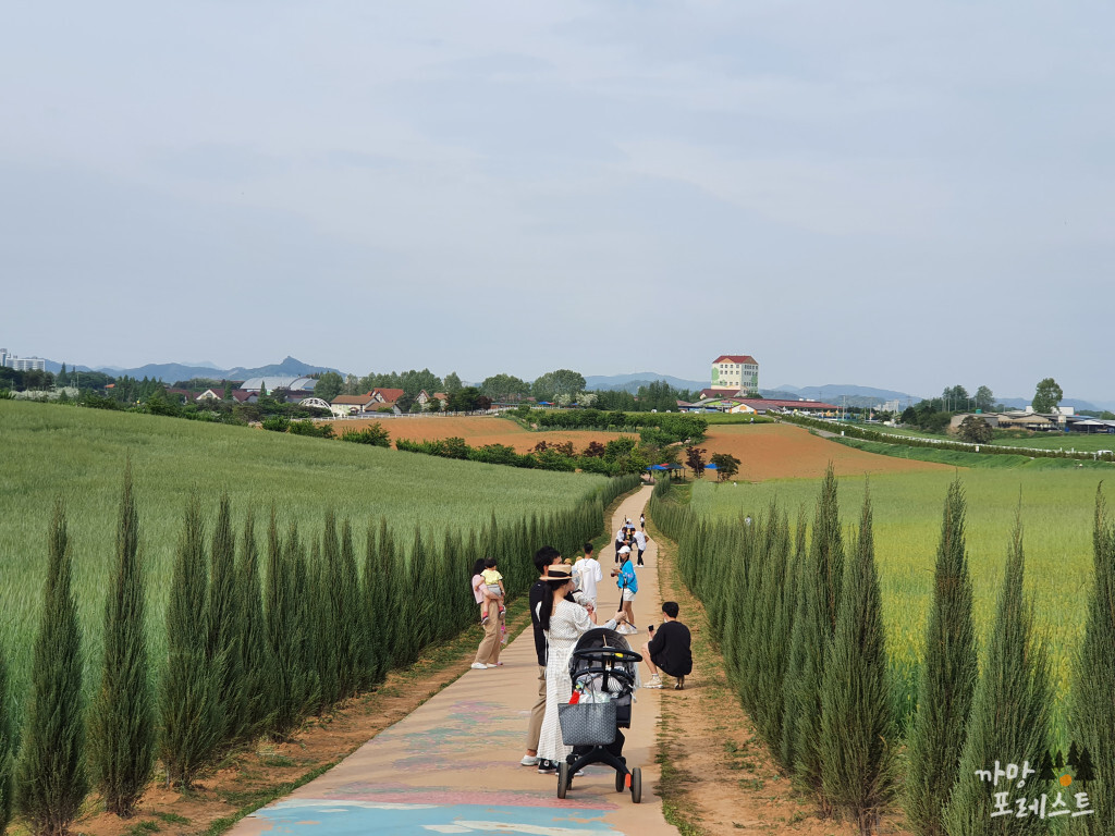 안성 팜랜드 블루애로우 가로수길