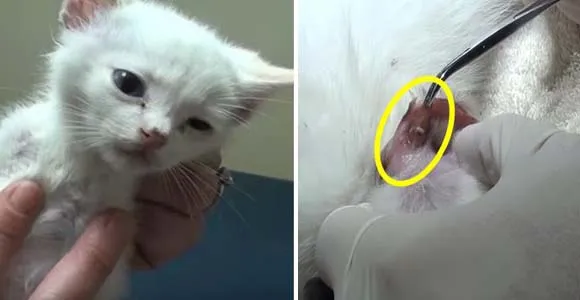 고양이 기생충 사진 약 증상_2