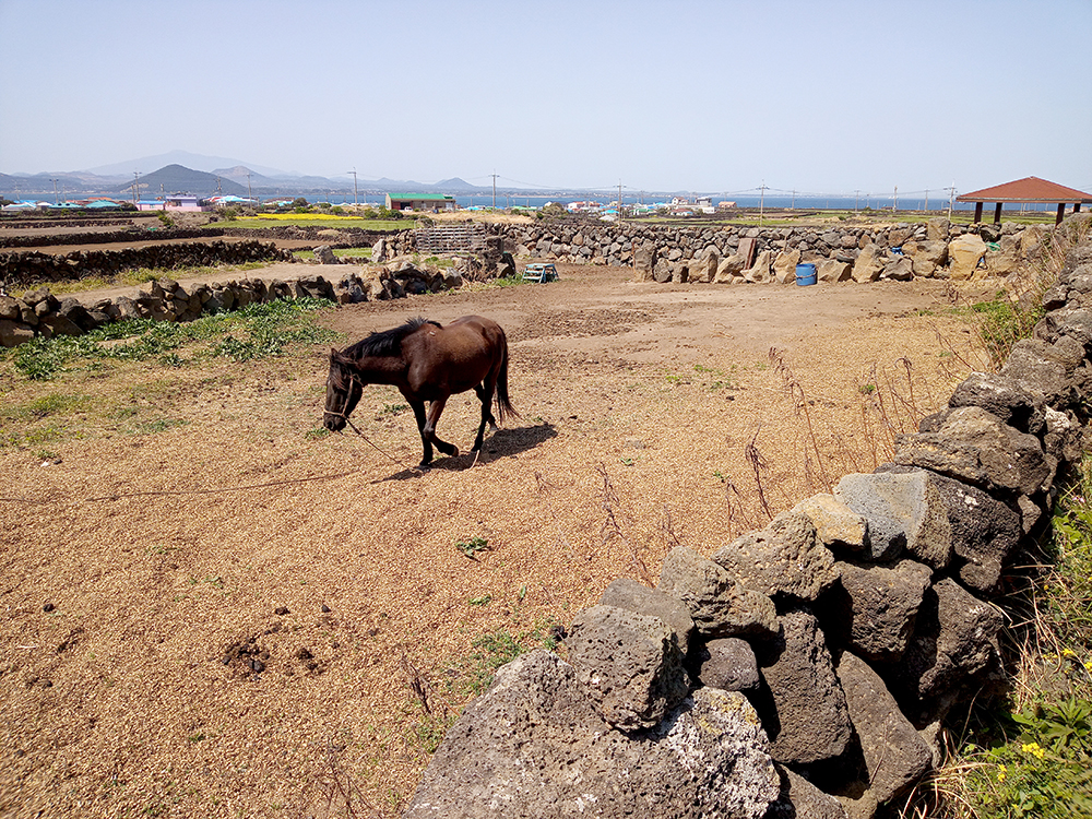 올레1-1코스, 우도(牛島&middot;Udo) 하우목동항에서 천진항까지
