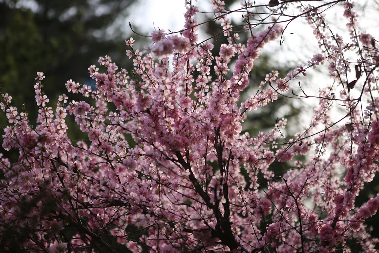 앵두청 만들기 효능 담그는법 황금레시피 보관 방법