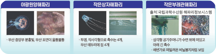 대한민국 출몰 해파리 정보